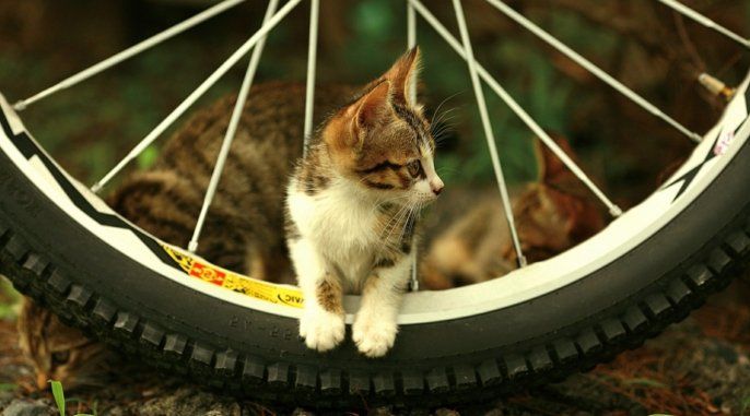 02 Sweet Kedi Bebekler Bisiklet Serin Fotoğraf tatlı kediler