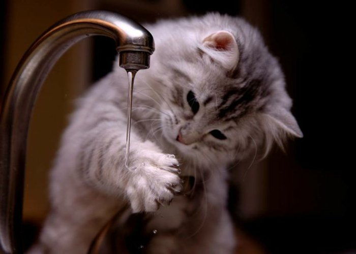 09 Komik Kedi oynayan-ile-the-Water