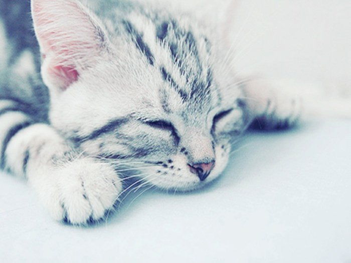 10 Sweet-yavru-uyuyan kedi yavrusu