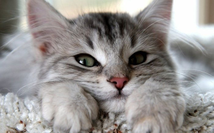 Bebek Kedi-ile-güzel-yeşil-gözün 11 Sweet-Picture