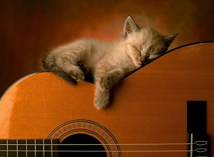 Bebek Kitten-uykuda-vasıl gitar 12 Sweet-Picture