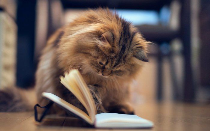 Bebek Kedi-okuma-kitabın 13 Sweet-Picture