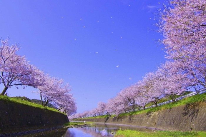 En iyi seyahat süresi Japonya-is-ile-kiraz çiçeği