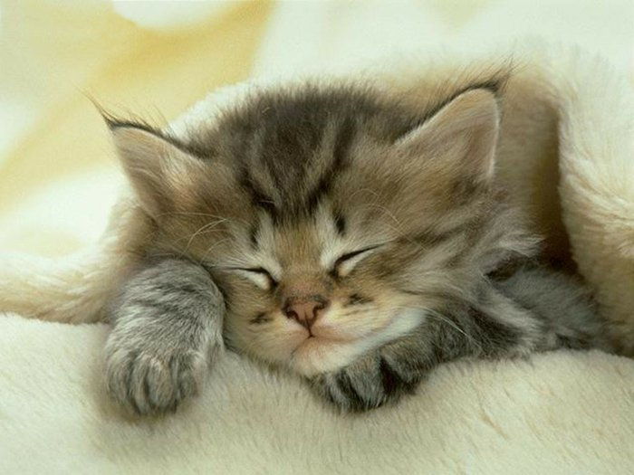 Bebek Kedi uyuyan kedi yavrusu resmi
