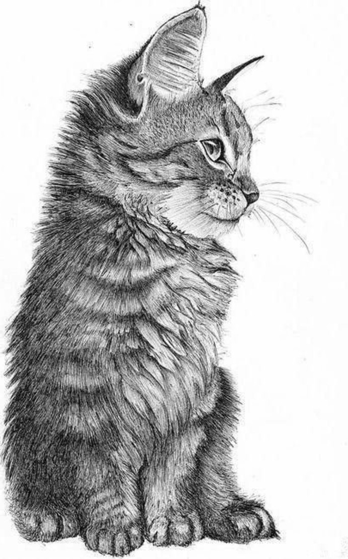 Kresby ceruzkou-a-sweet-little-cat