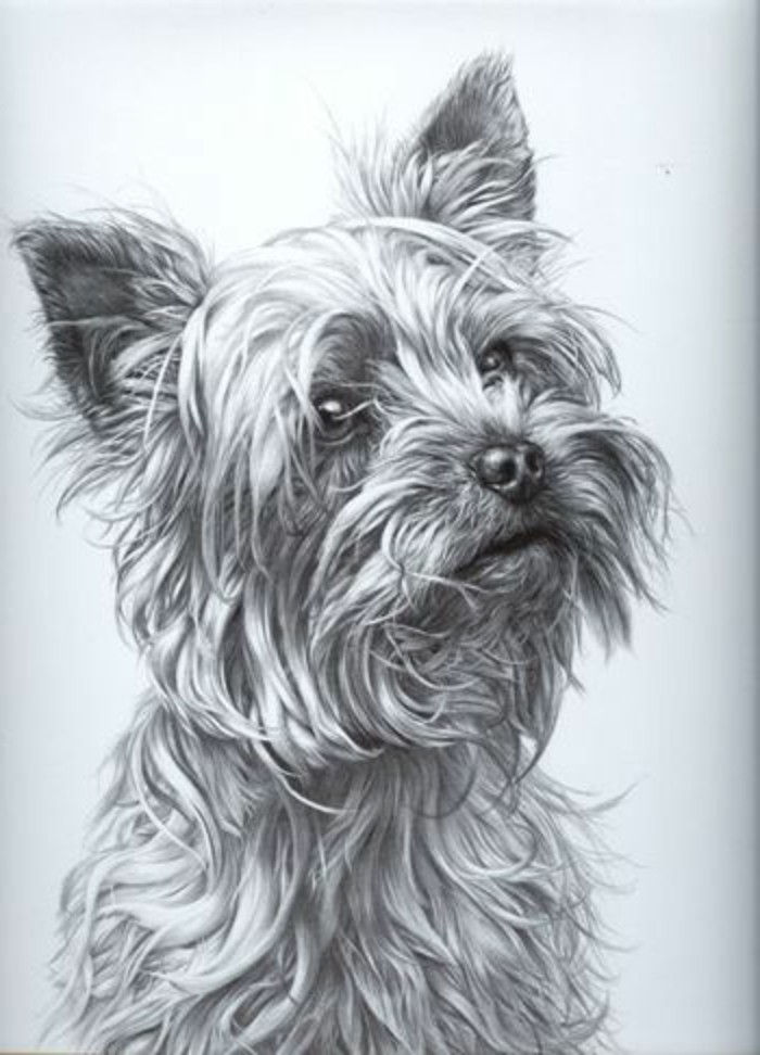 Kresby ceruzkou-s-a-sladký pes
