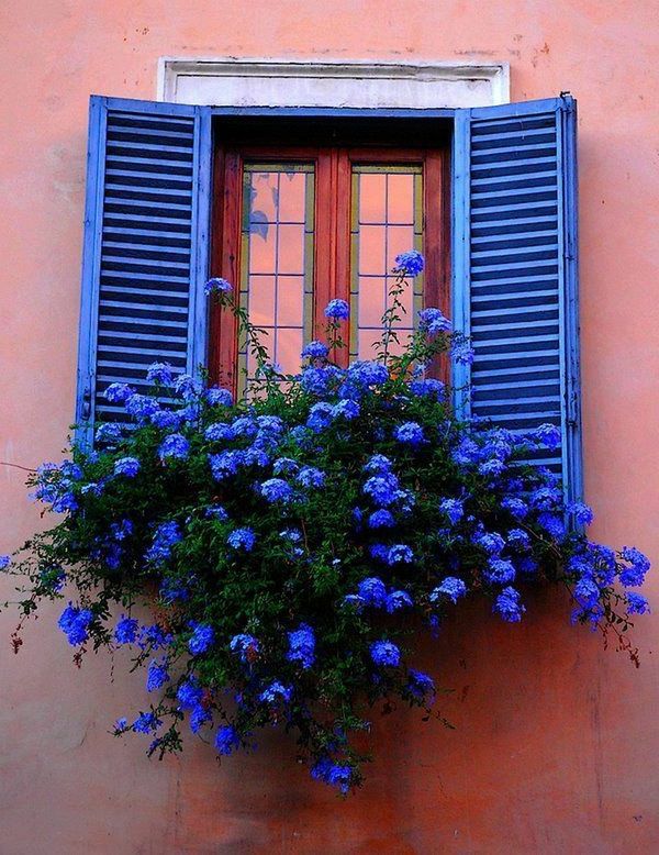 Çiçek kutu by-the-balkon-Mavi Çiçek Mavi pencere çerçeveleri