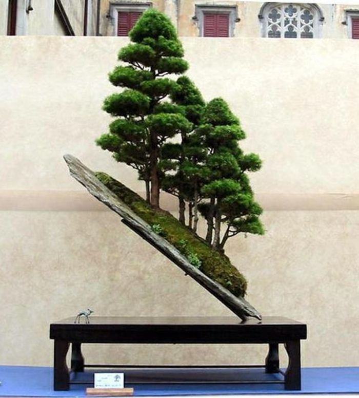 bonsai compoziție neobișnuită stand-