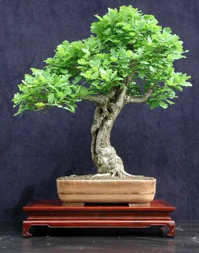 Copac Bonsai-stejar european