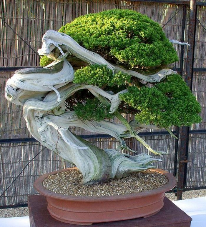 Copac Bonsai Forma interesant neobișnuit de mare-