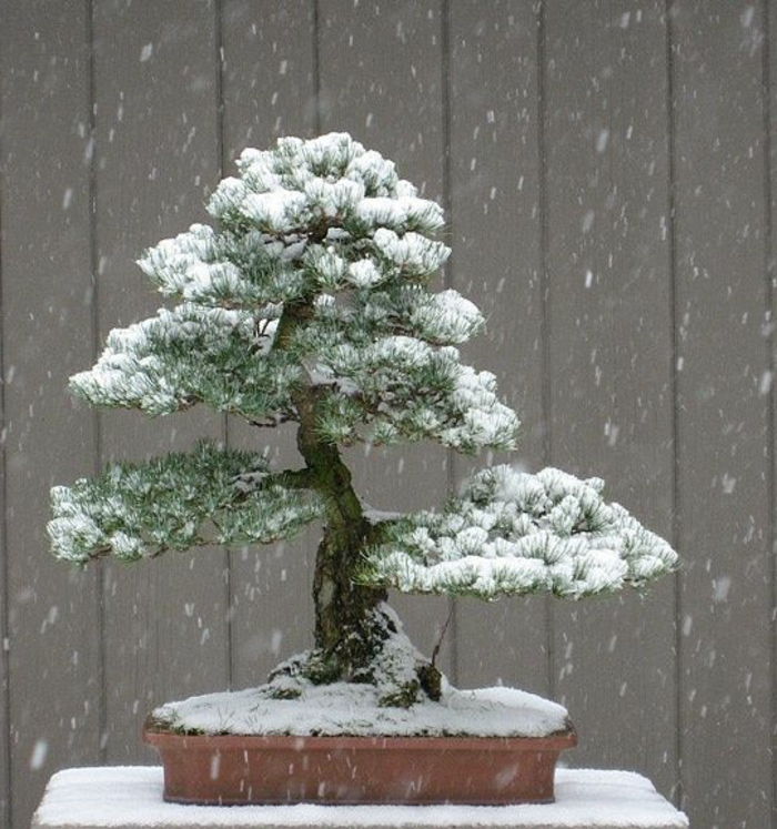 Bonsai de pin acoperite de zăpadă ghiveci de flori