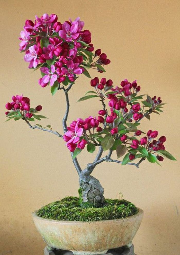 Bonsai Art flori recipiente din ceramică de culoare ciclamen mușchi