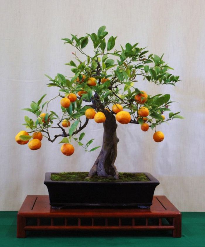 Bonsai Orange Tree mic-dulce idee originală