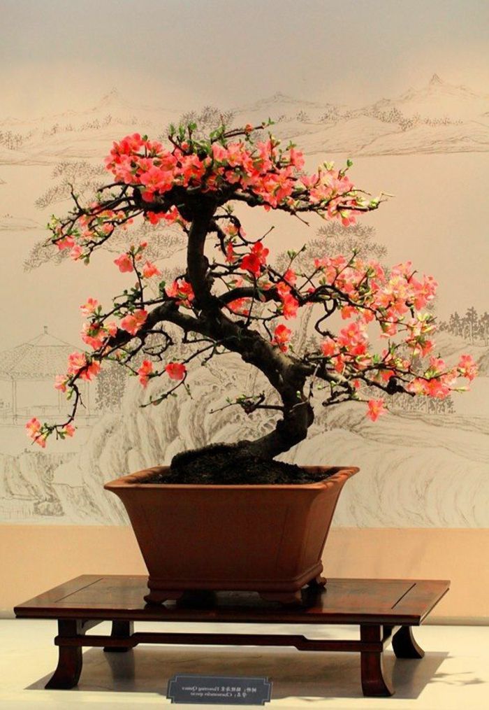 Bonsai aspect romantsich floare-atractiv-frumos