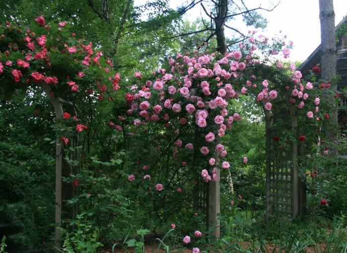 Angleški Oblikovanje vrtov Bow Rose