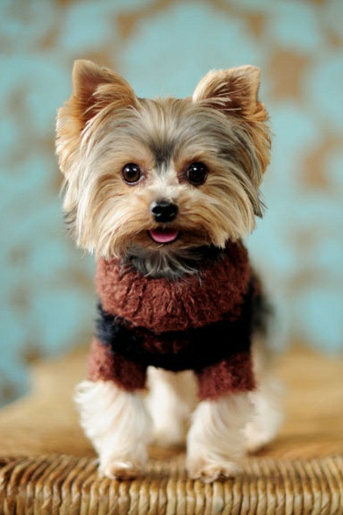 Dog poze-little-dog mic pulover-dulce