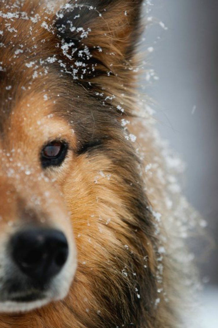 Rase-cu-imagine frumoasă fotografie Câine de zăpadă