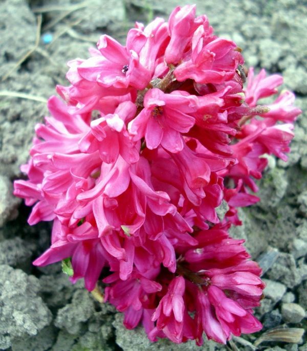 ružový Hyacint-on-štrku