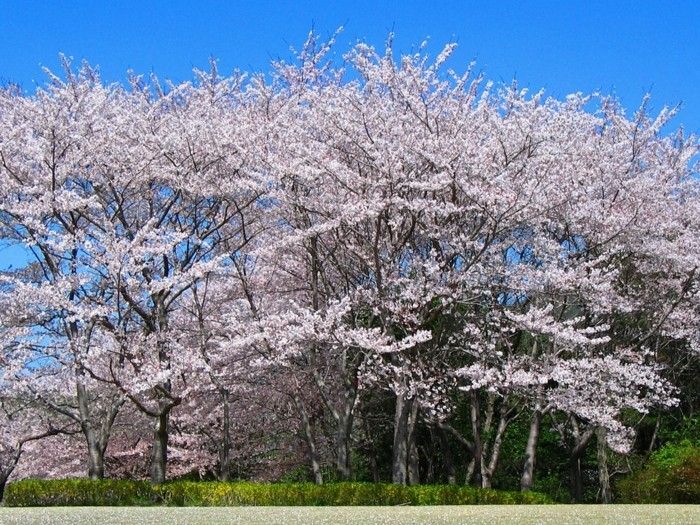 Shining Su hakkında Japon Sakura