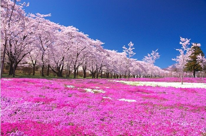 Japon Sakura on-the-toprak-benzeri