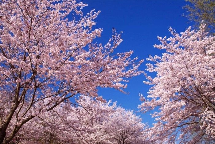 Japon Sakura Sky arka plan olarak