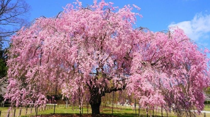 Japon Sakura kolay büyüleyici renk