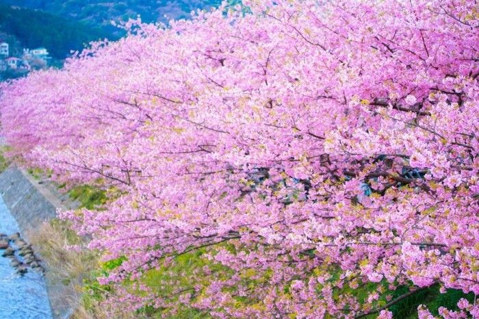 Japon kiraz çiçeği-in-the-Dağ