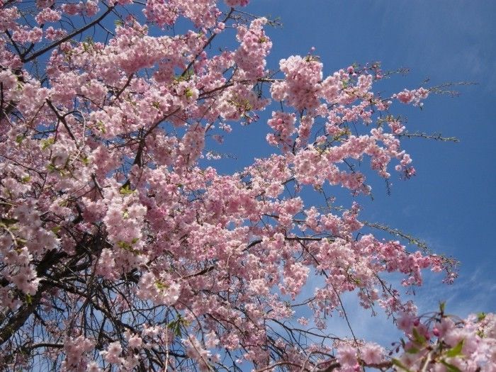 Japon Sakura olduğu çok da harika