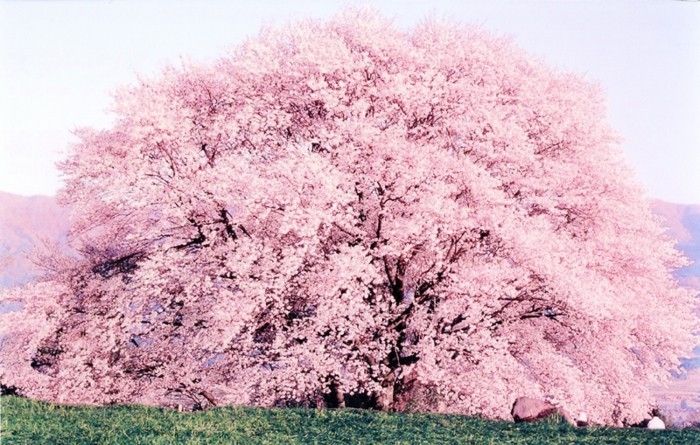Japon Sakura ile-çok-şanlı taç