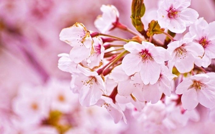 Japon Sakura ile-ihale çiçekler
