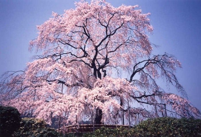 Japon Sakura as-a-prenses