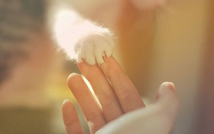Tatlı-beyaz-kedinin pençe ait Kedi görüntüleri Fotoğraf