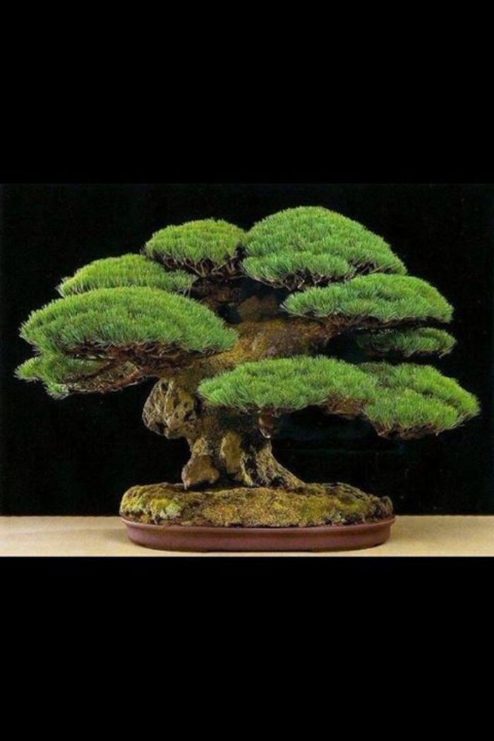 bonsai de pin Art natural autentic