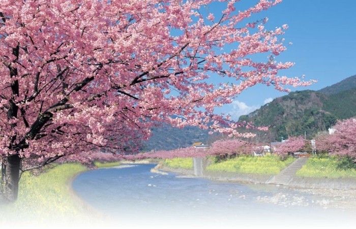 Japonya'da Sakura on-the-ülke