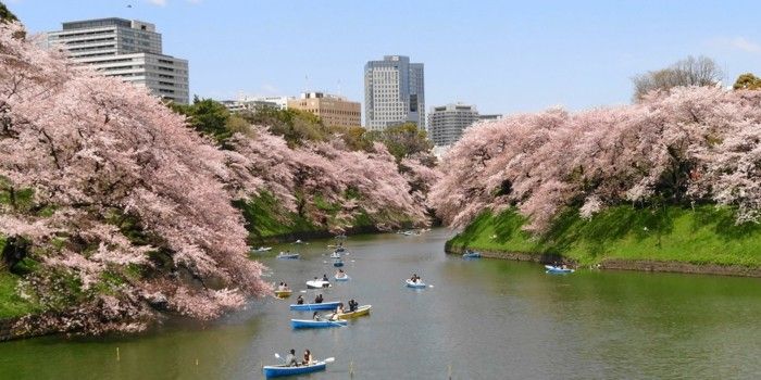 Japonya'da Sakura-severler-in-bot