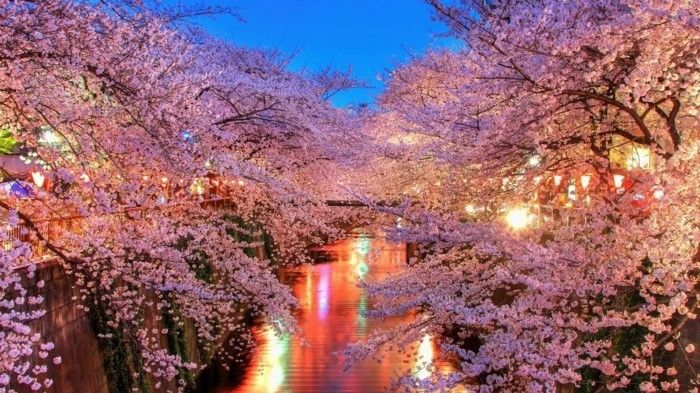 Japonya'da-in-the-gece Sakura