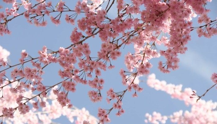 Japonya'da Sakura-şube gül
