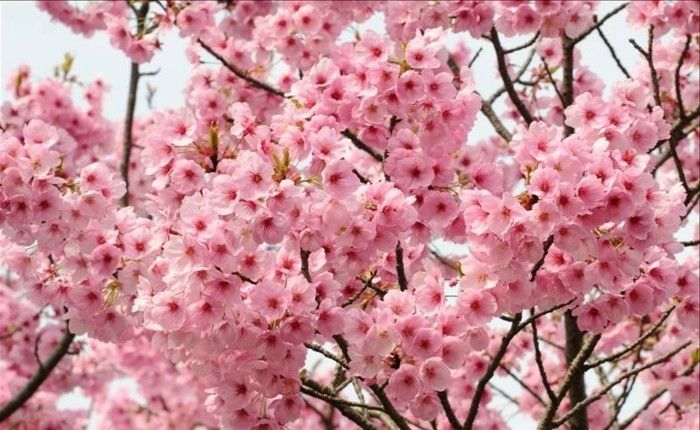 Sakura Japan-so-büyüleyici