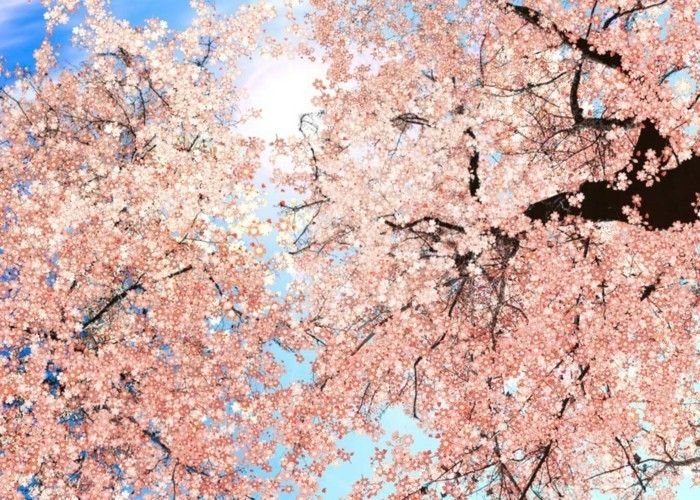 Sakura Japonya-ve-güneş