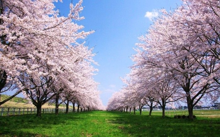 Japonya'da Sakura ve-birçok-Çim