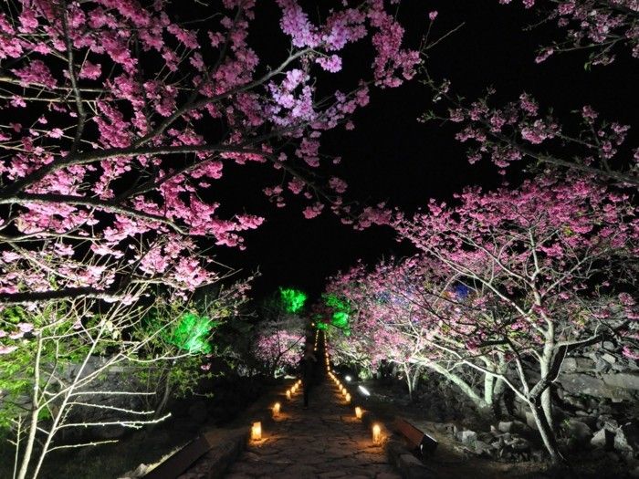 Kiraz Çiçeği Festivali Japonya-lambalar-in-farklı-renklerde