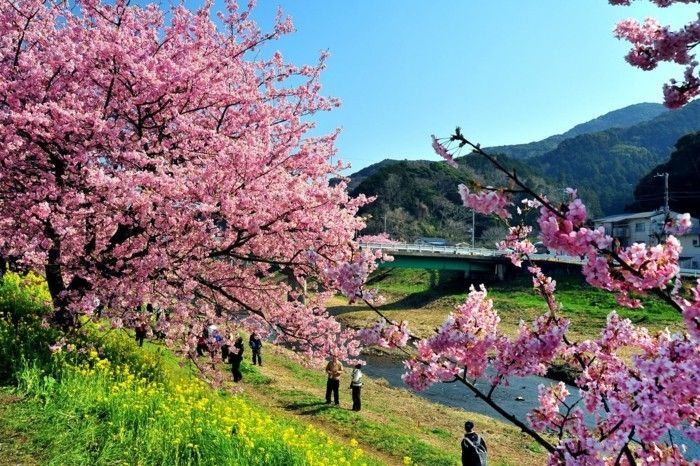 Kiraz Çiçeği Festivali Japonya tüm isterseniz kullanabileceğiniz bir görülmesi