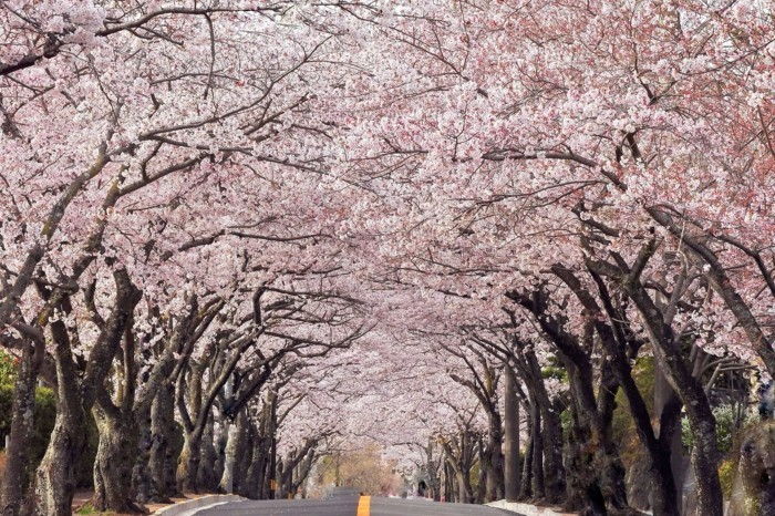 Kiraz Çiçeği Festivali Japonya resim mükemmel yollu olduğunu