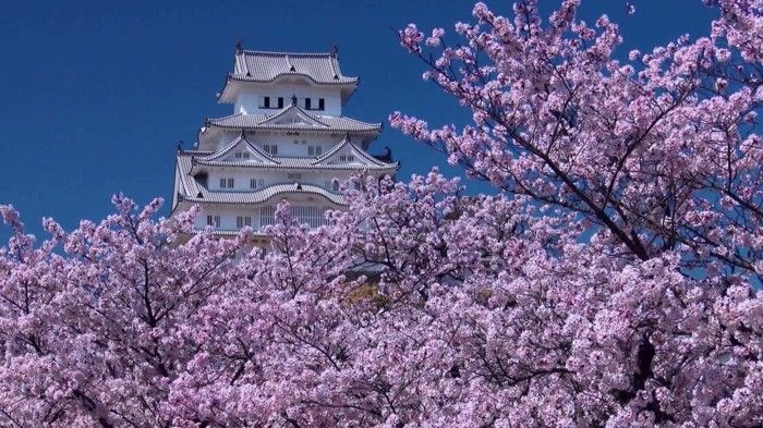 Kiraz Çiçeği Festivali Japonya daha önce bir Temple