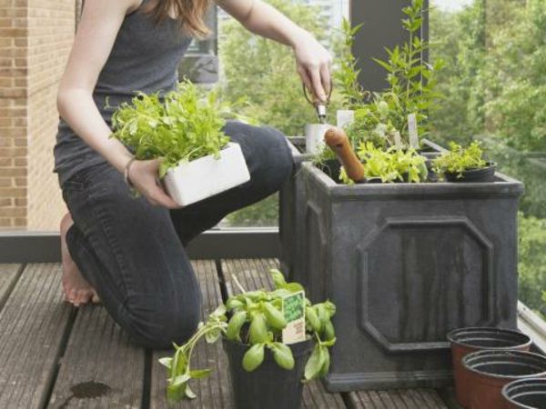 Herb Garden bouwen self-on-the-balkon