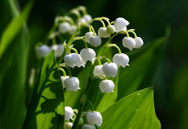 Lily_of_the_valley_wunderschöne-blomster-for våren-vårblomster-i-hvitt