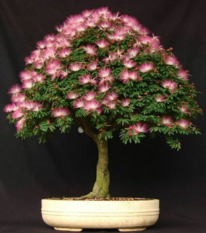 Mimosa copac Bonsai roz Blossom specii rare de arbori
