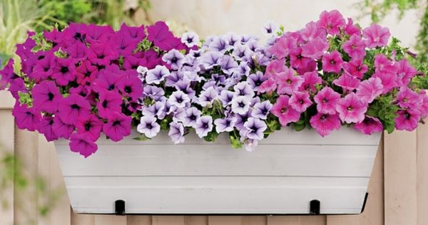 Petunya çiçek kutusu-için-balkon
