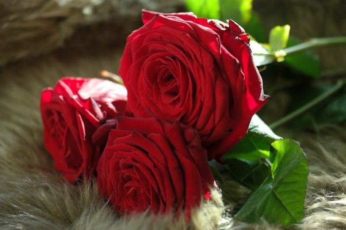 Roser strudse-tre-blomster-rød