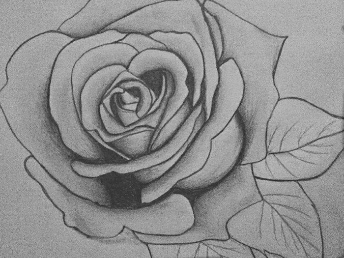 Krásne kreslená ceruzka-a-Rose